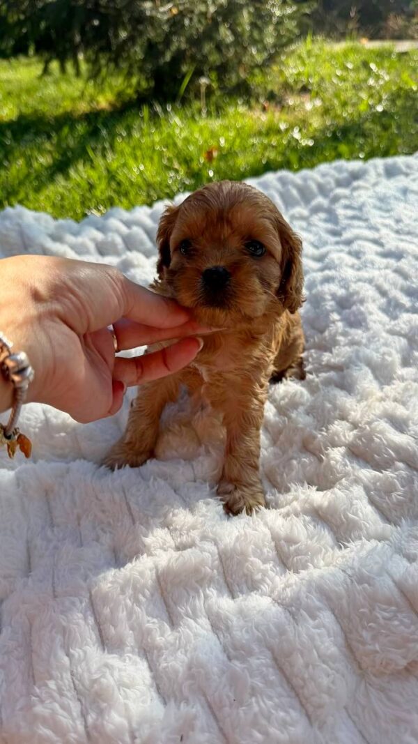 Joleine Cavapoo Joleine Cavapoo