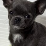 Josephine-female-chihuahua-puppy-for-sale-1 (1)