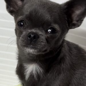 Josephine Chihuahua Josephine Chihuahua