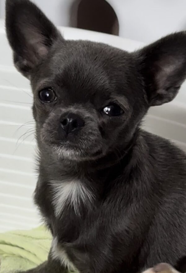 Josephine Chihuahua Josephine Chihuahua