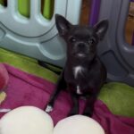 Josephine-female-chihuahua-puppy-for-sale-1 (2)