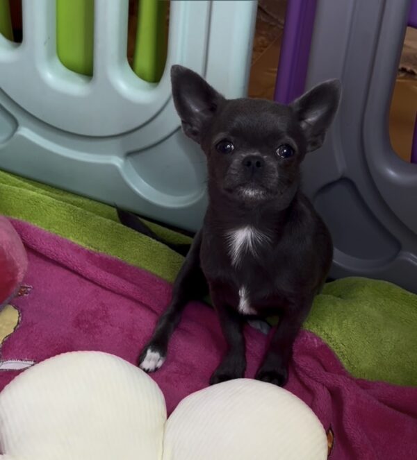 Josephine Chihuahua Josephine Chihuahua
