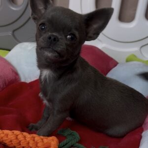 Josephine Chihuahua Josephine Chihuahua