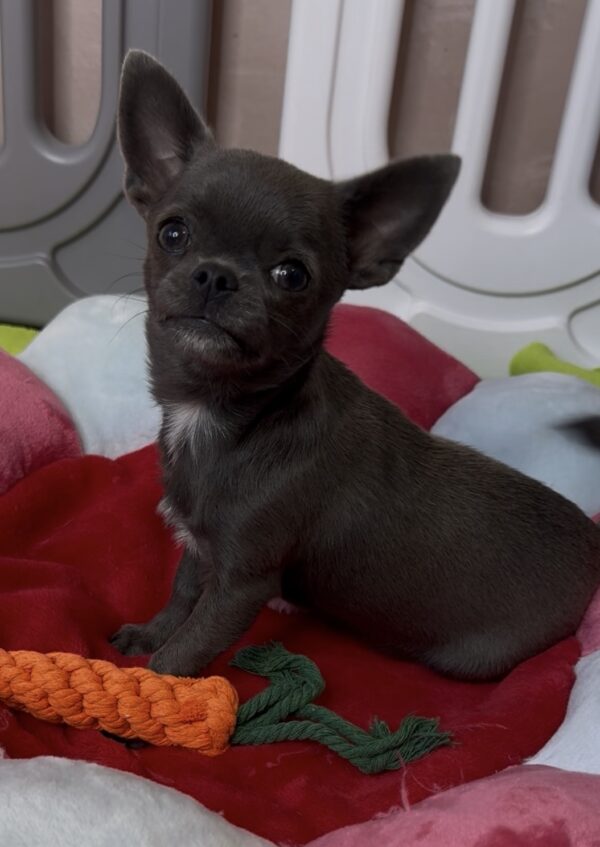 Josephine Chihuahua Josephine Chihuahua