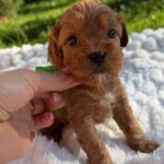 Joyz-male-Cavapoo-puppy-for-sale-1