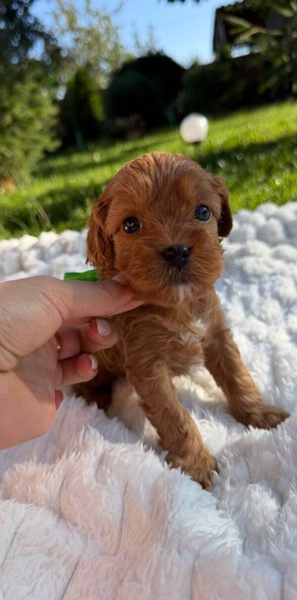 Joyz Cavapoo Joyz Cavapoo