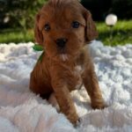 Joyz-male-Cavapoo-puppy-for-sale-2