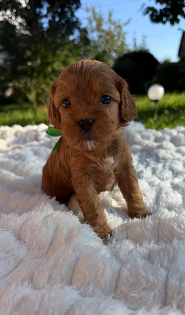 Joyz Cavapoo Joyz Cavapoo
