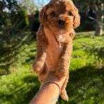 Joyz-male-Cavapoo-puppy-for-sale-3