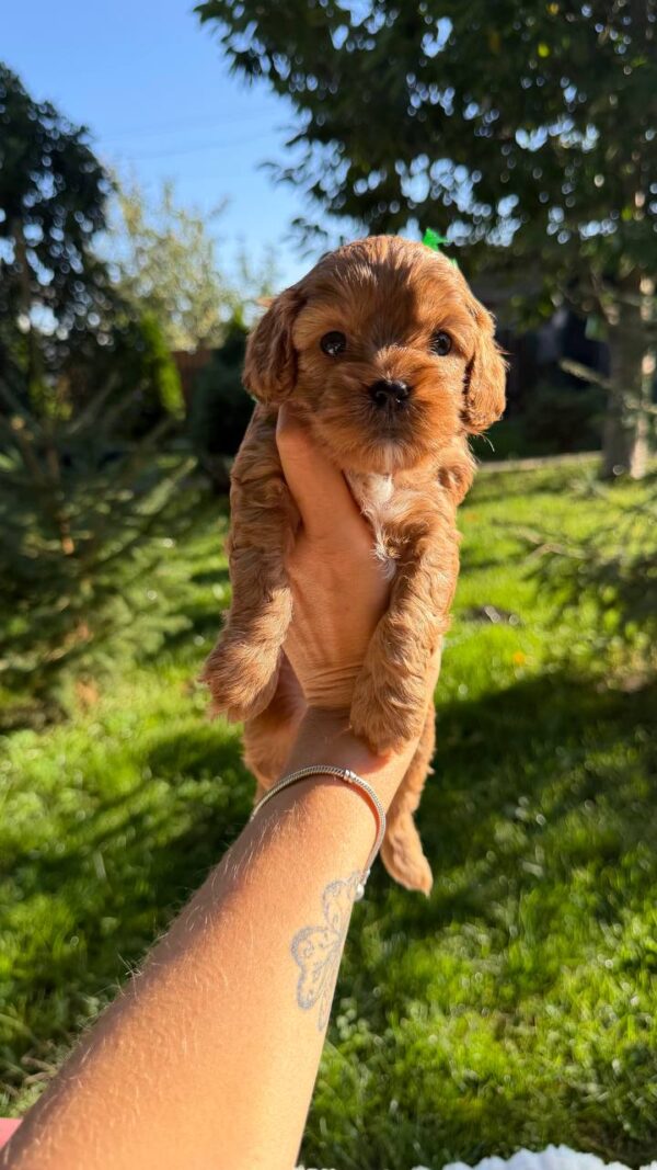 Joyz Cavapoo Joyz Cavapoo