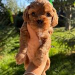 Joyz-male-Cavapoo-puppy-for-sale-4