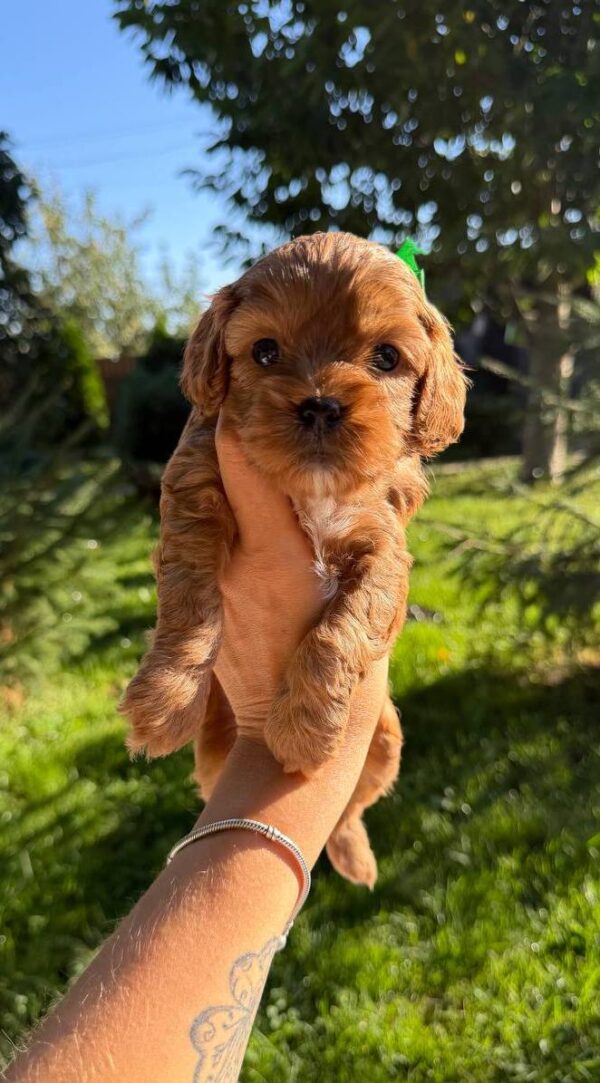 Joyz Cavapoo Joyz Cavapoo