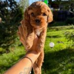 Joyz-male-Cavapoo-puppy-for-sale-5