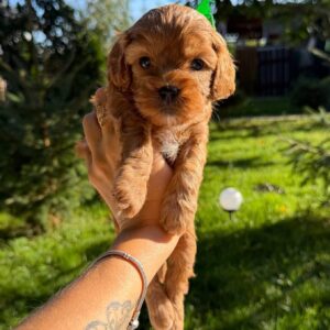 Joyz Cavapoo Joyz Cavapoo