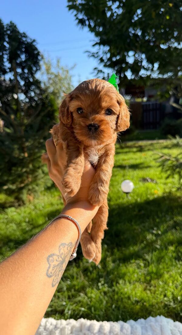 Joyz Cavapoo Joyz Cavapoo