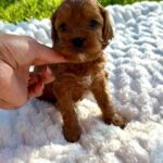 Julian-male-Cavapoo-puppy-for-sale-1