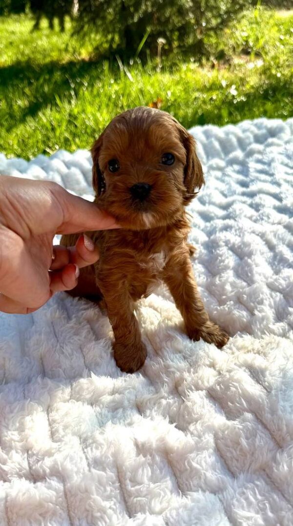 Julian Cavapoo Julian Cavapoo
