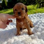 Julian-male-Cavapoo-puppy-for-sale-2