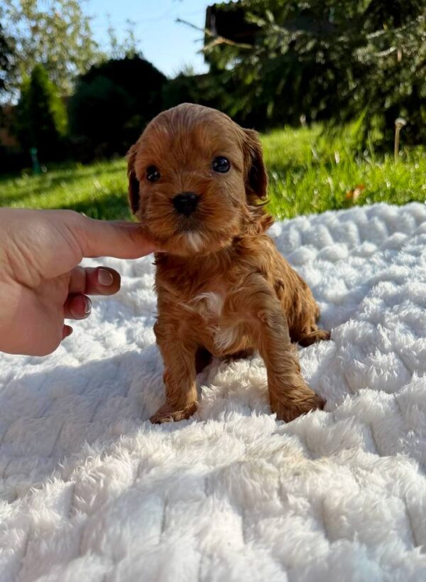 Julian Cavapoo Julian Cavapoo