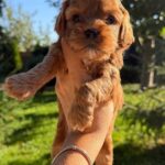 Julian-male-Cavapoo-puppy-for-sale-3