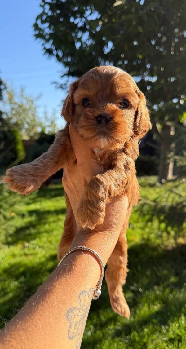 Julian Cavapoo Julian Cavapoo