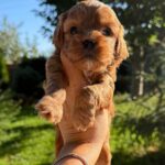 Julian-male-Cavapoo-puppy-for-sale-4
