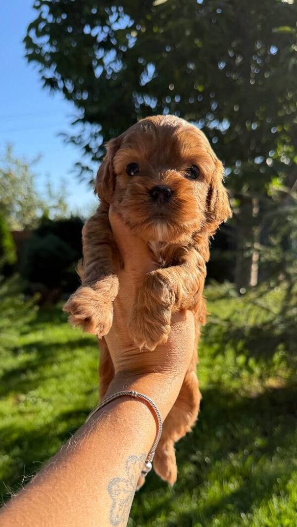 Julian Cavapoo Julian Cavapoo