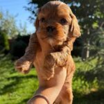 Julian-male-Cavapoo-puppy-for-sale-5