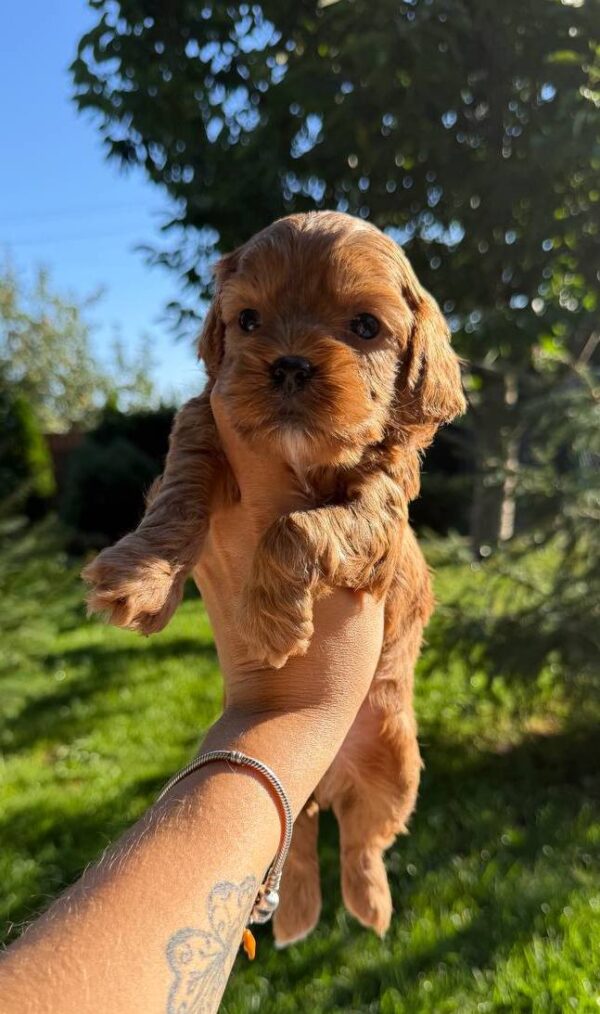 Julian Cavapoo Julian Cavapoo