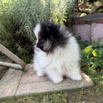 Juno-male-German-Spitz-puppy-for-sale-1