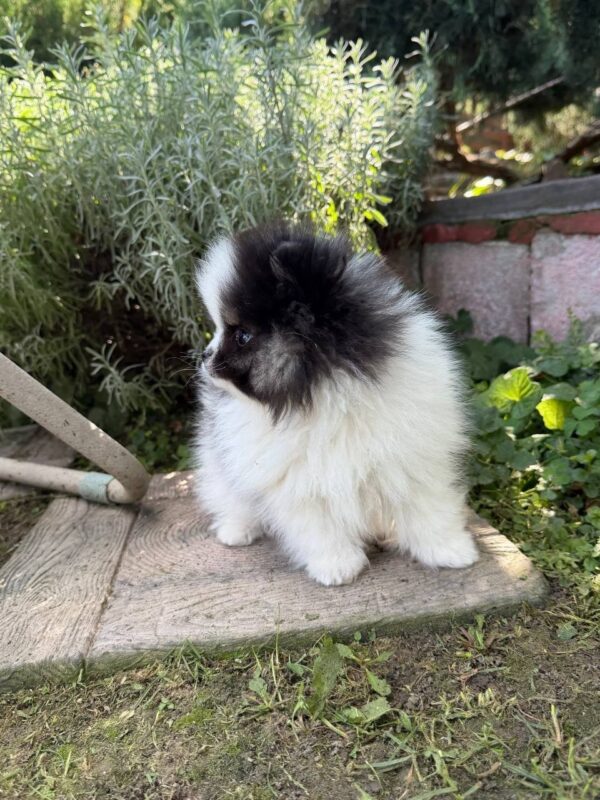 Juno German Spitz Juno German Spitz