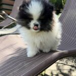 Juno-male-German-Spitz-puppy-for-sale-2