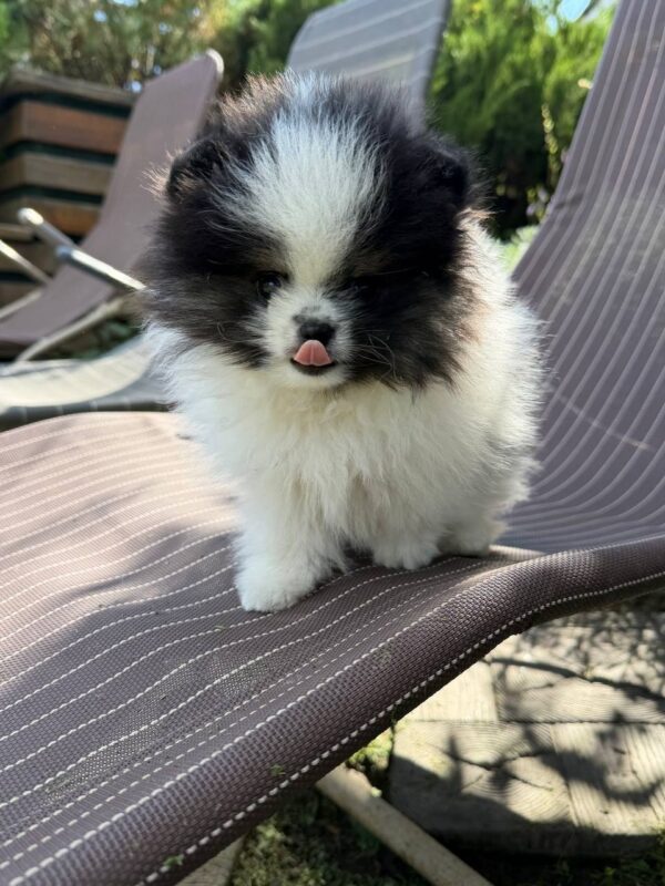 Juno German Spitz Juno German Spitz