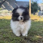 Juno-male-German-Spitz-puppy-for-sale-3