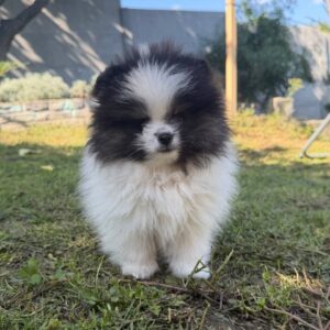 Juno German Spitz Juno German Spitz