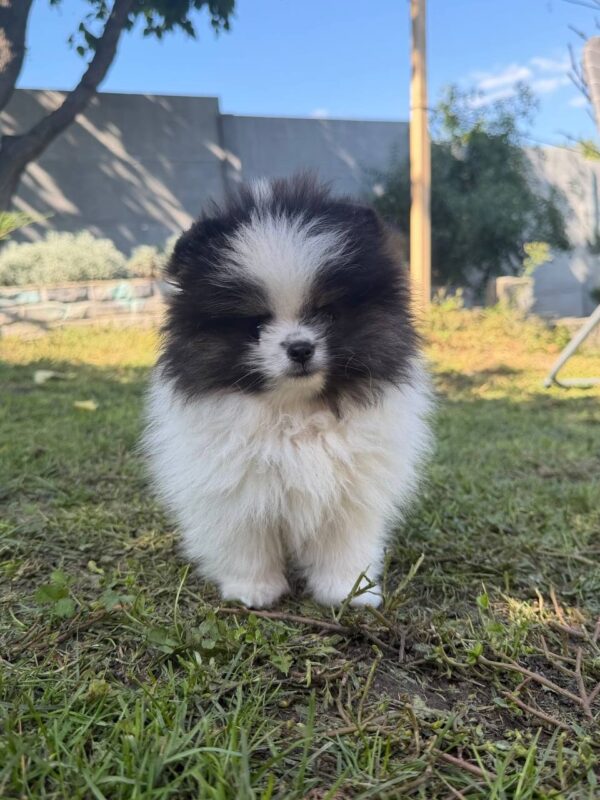 Juno German Spitz Juno German Spitz