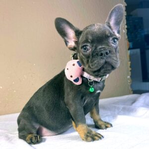 Kalle French Bulldog Kalle French Bulldog