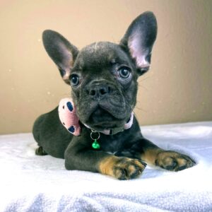 Kalle French Bulldog Kalle French Bulldog