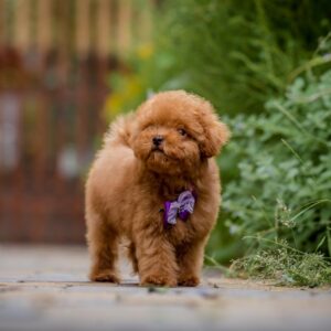 Karlo Toy Poodle Karlo Toy Poodle