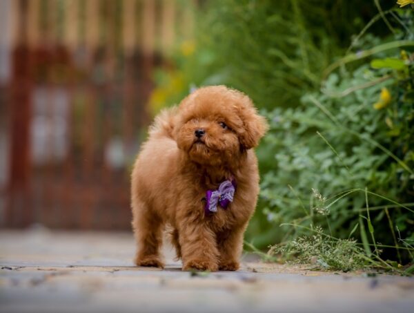 Karlo Toy Poodle Karlo Toy Poodle