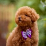 Karlo-male-Toy-Poodle-puppy-for-sale-2