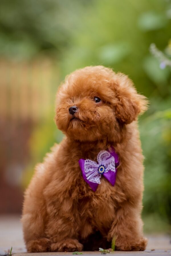 Karlo Toy Poodle Karlo Toy Poodle