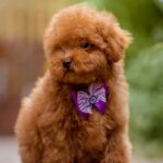 Karlo-male-Toy-Poodle-puppy-for-sale-3