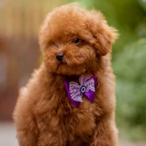 Karlo Toy Poodle Karlo Toy Poodle