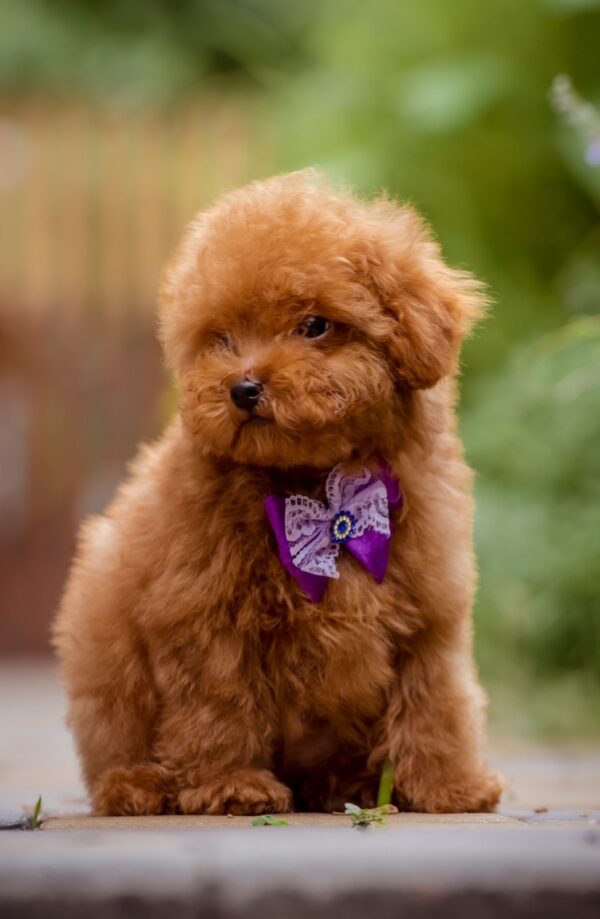 Karlo Toy Poodle Karlo Toy Poodle
