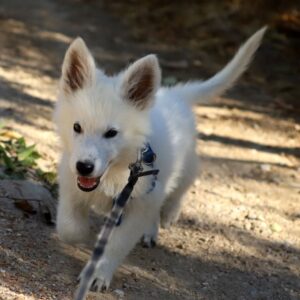 Katran White Swiss Shepherd Katran White Swiss Shepherd