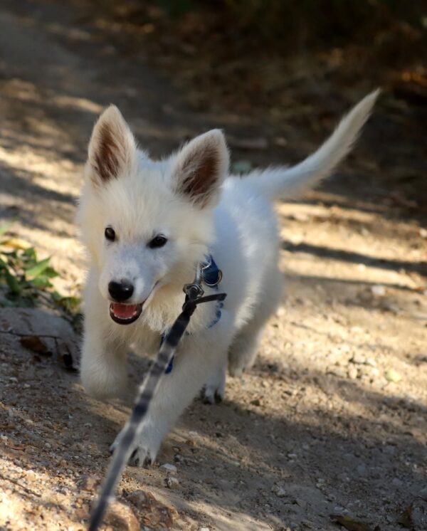 Katran White Swiss Shepherd Katran White Swiss Shepherd