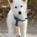 Katran-male-White-Swiss-shepherd-puppy-for-sale-1 (2)