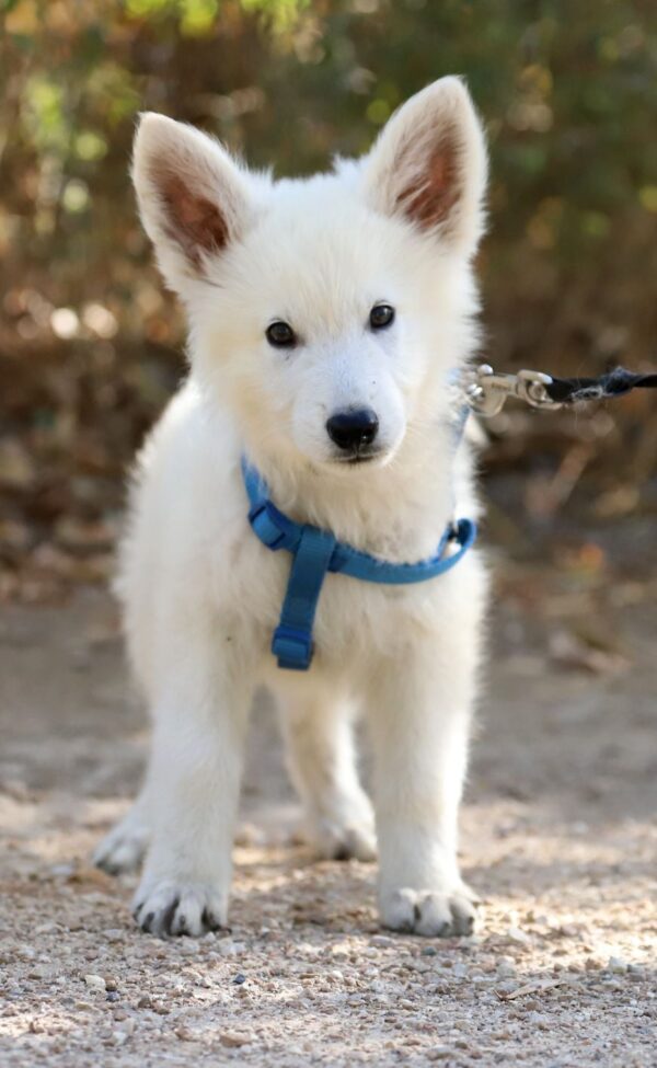 Katran White Swiss Shepherd Katran White Swiss Shepherd
