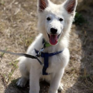 Katran White Swiss Shepherd Katran White Swiss Shepherd